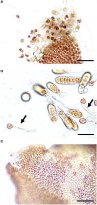 Reproductive Responses to Wounding and Heat Stress in Gametophytic Thalli of the Red Alga Pyropia yezoensis